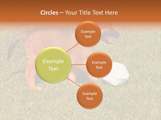 Tervueren Puppy PowerPoint Template