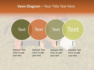 Tervueren Puppy PowerPoint Template