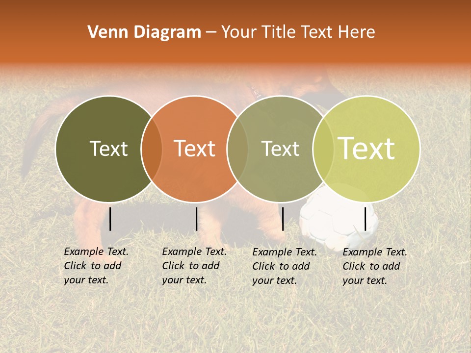 Tervueren Puppy PowerPoint Template