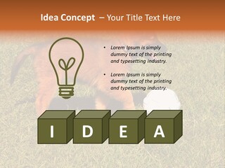 Tervueren Puppy PowerPoint Template