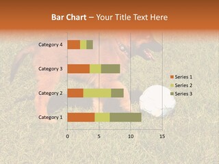 Tervueren Puppy PowerPoint Template