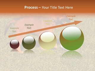 Tervueren Puppy PowerPoint Template