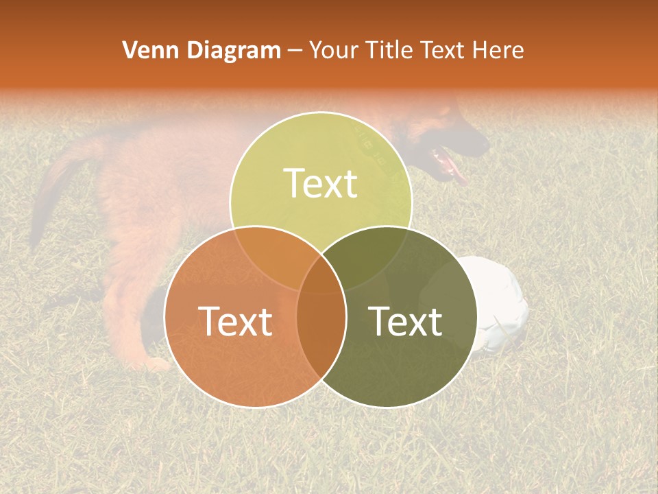 Tervueren Puppy PowerPoint Template