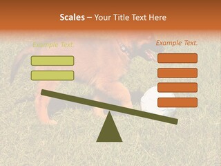 Tervueren Puppy PowerPoint Template