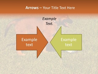 Tervueren Puppy PowerPoint Template