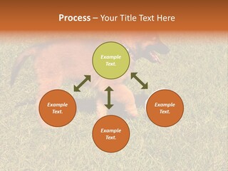 Tervueren Puppy PowerPoint Template