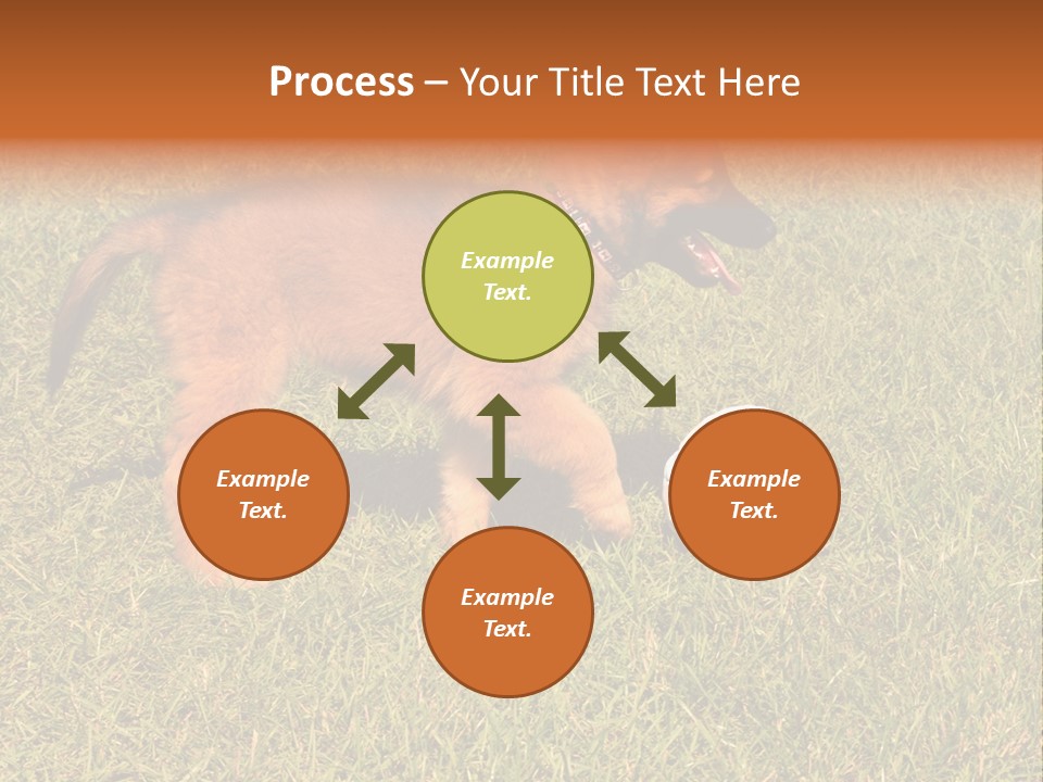 Tervueren Puppy PowerPoint Template