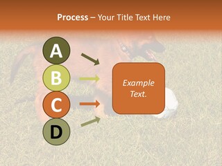 Tervueren Puppy PowerPoint Template