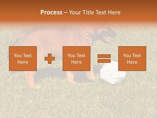 Tervueren Puppy PowerPoint Template