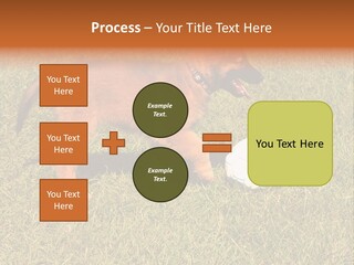 Tervueren Puppy PowerPoint Template