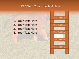 Tervueren Puppy PowerPoint Template