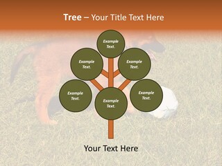 Tervueren Puppy PowerPoint Template