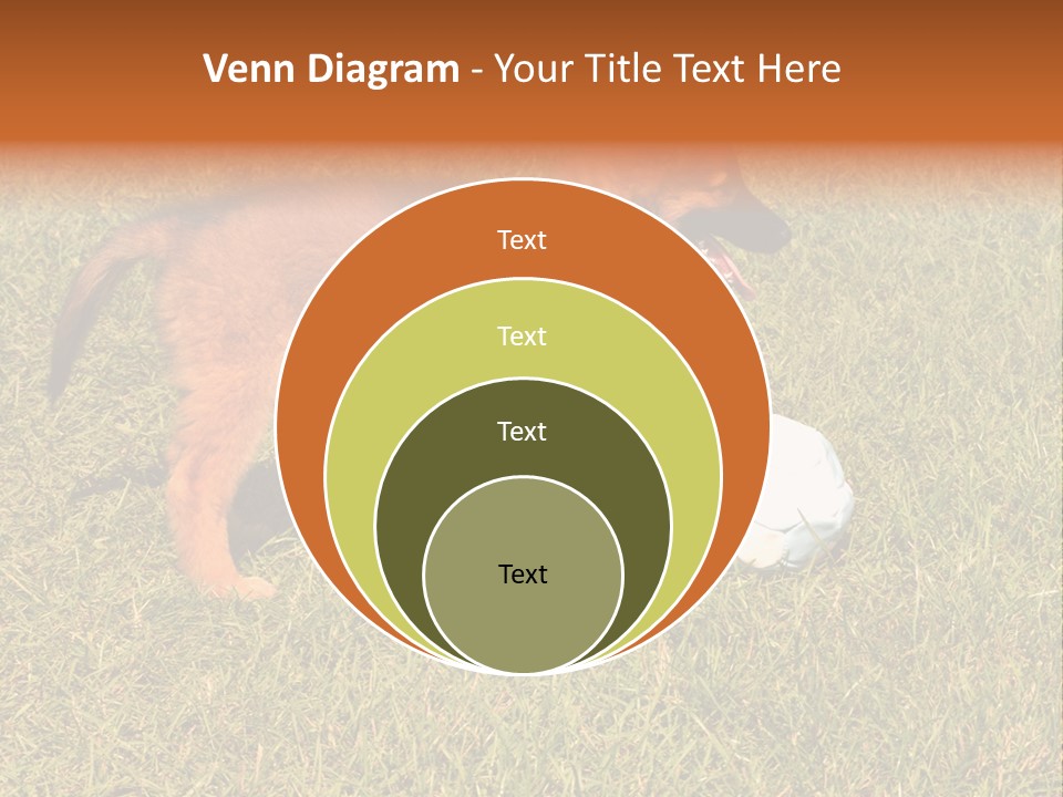 Tervueren Puppy PowerPoint Template