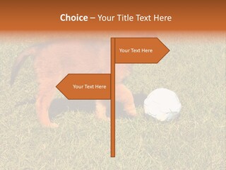 Tervueren Puppy PowerPoint Template
