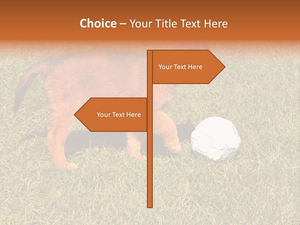 Tervueren Puppy PowerPoint Template