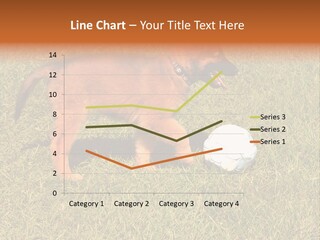 Tervueren Puppy PowerPoint Template