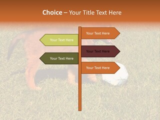 Tervueren Puppy PowerPoint Template