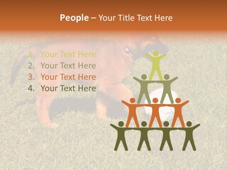 Tervueren Puppy PowerPoint Template