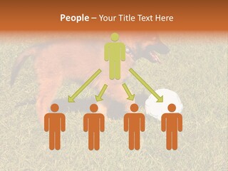 Tervueren Puppy PowerPoint Template