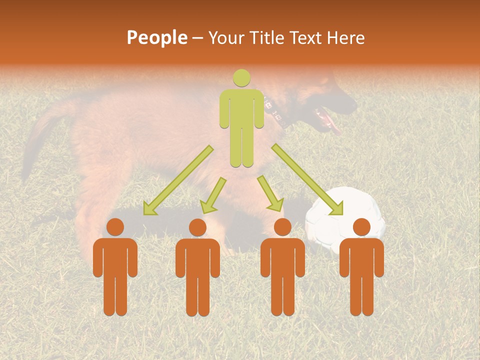 Tervueren Puppy PowerPoint Template