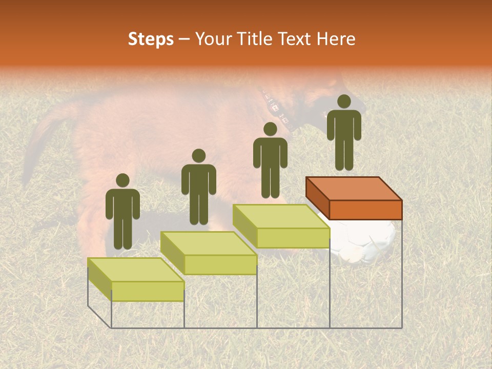 Tervueren Puppy PowerPoint Template