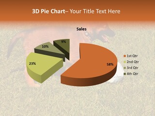 Tervueren Puppy PowerPoint Template