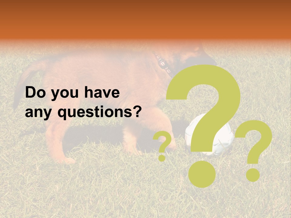 Tervueren Puppy PowerPoint Template