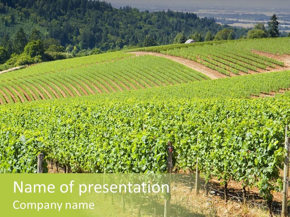 These Are Grape Vines Growing In The Dundee Hills, Oregon. PowerPoint Template