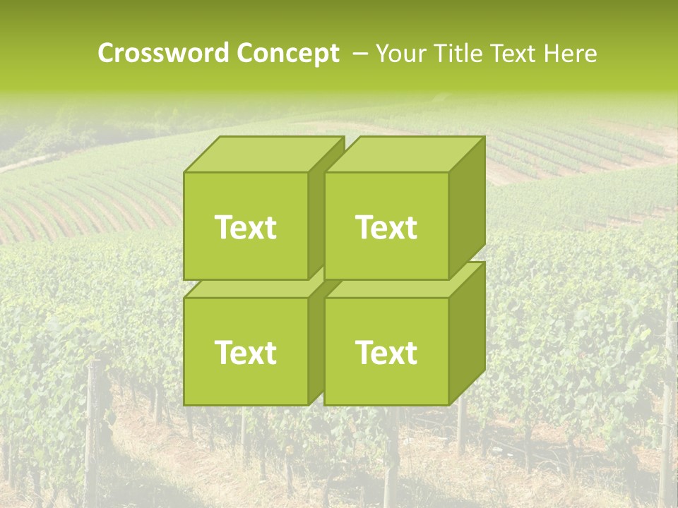 These Are Grape Vines Growing In The Dundee Hills, Oregon. PowerPoint Template