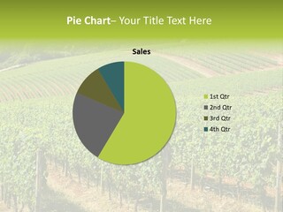 These Are Grape Vines Growing In The Dundee Hills, Oregon. PowerPoint Template