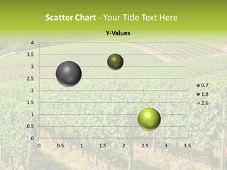 These Are Grape Vines Growing In The Dundee Hills, Oregon. PowerPoint Template