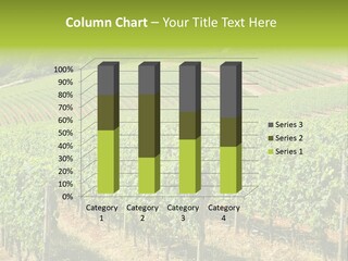 These Are Grape Vines Growing In The Dundee Hills, Oregon. PowerPoint Template