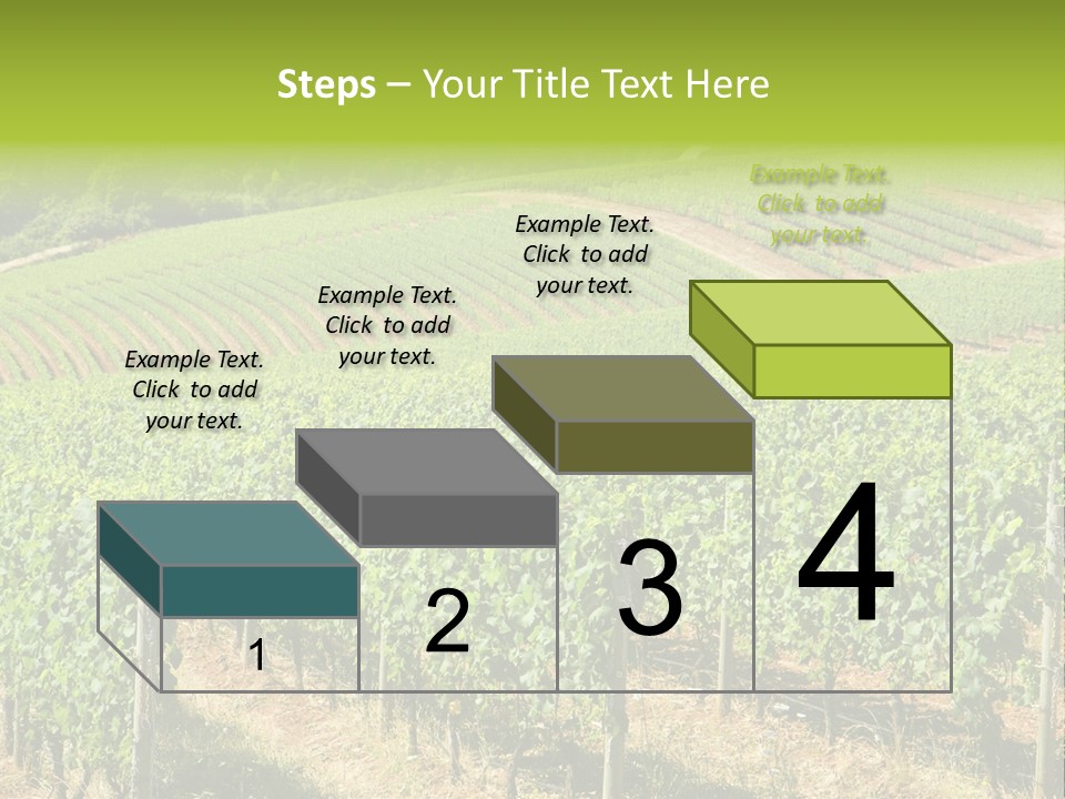 These Are Grape Vines Growing In The Dundee Hills, Oregon. PowerPoint Template