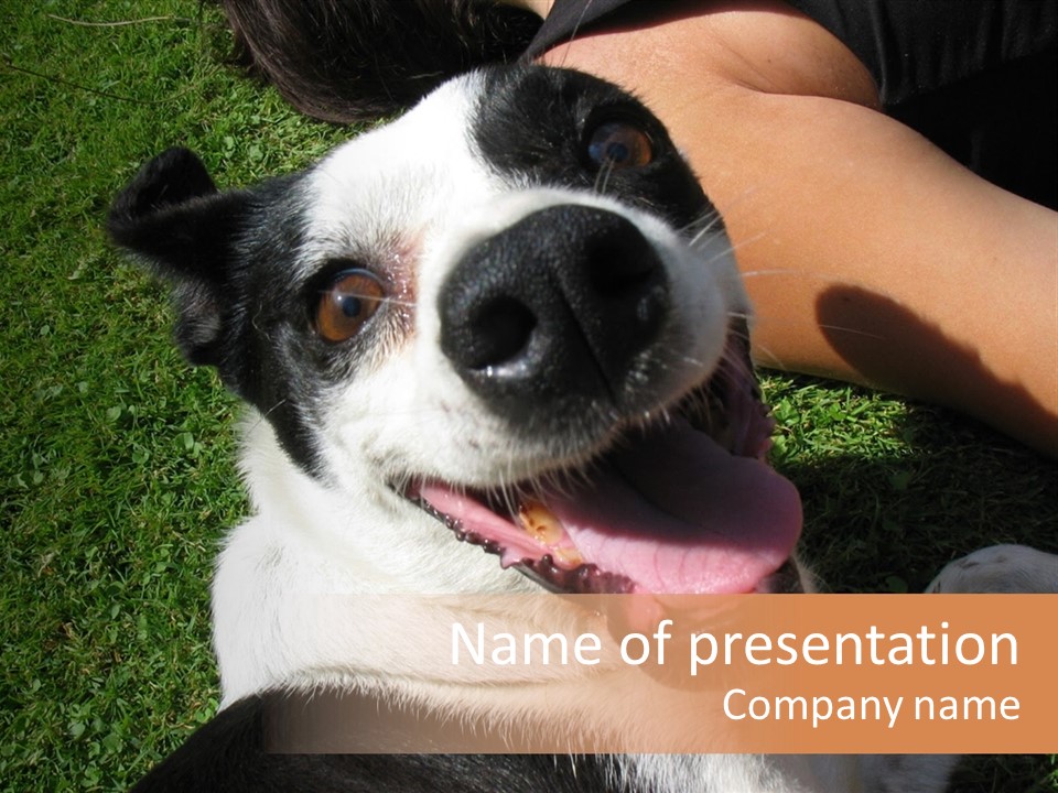 A Black And White Dog Sitting On Top Of A Lush Green Field PowerPoint Template