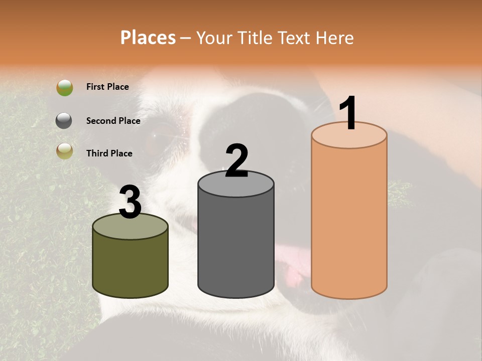 A Black And White Dog Sitting On Top Of A Lush Green Field PowerPoint Template