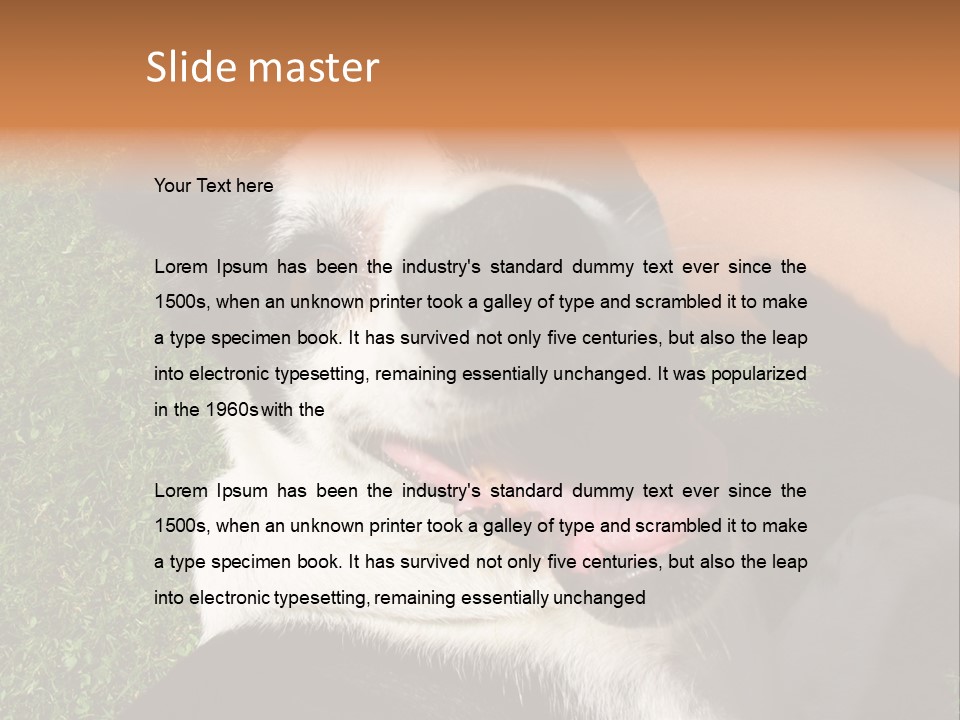 A Black And White Dog Sitting On Top Of A Lush Green Field PowerPoint Template