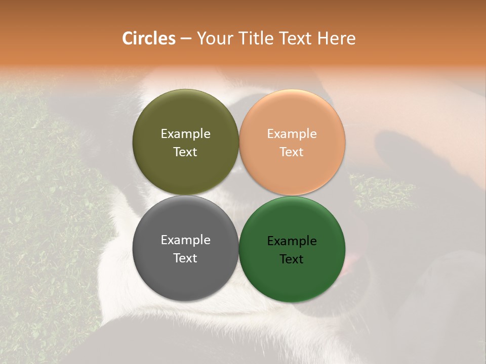 A Black And White Dog Sitting On Top Of A Lush Green Field PowerPoint Template