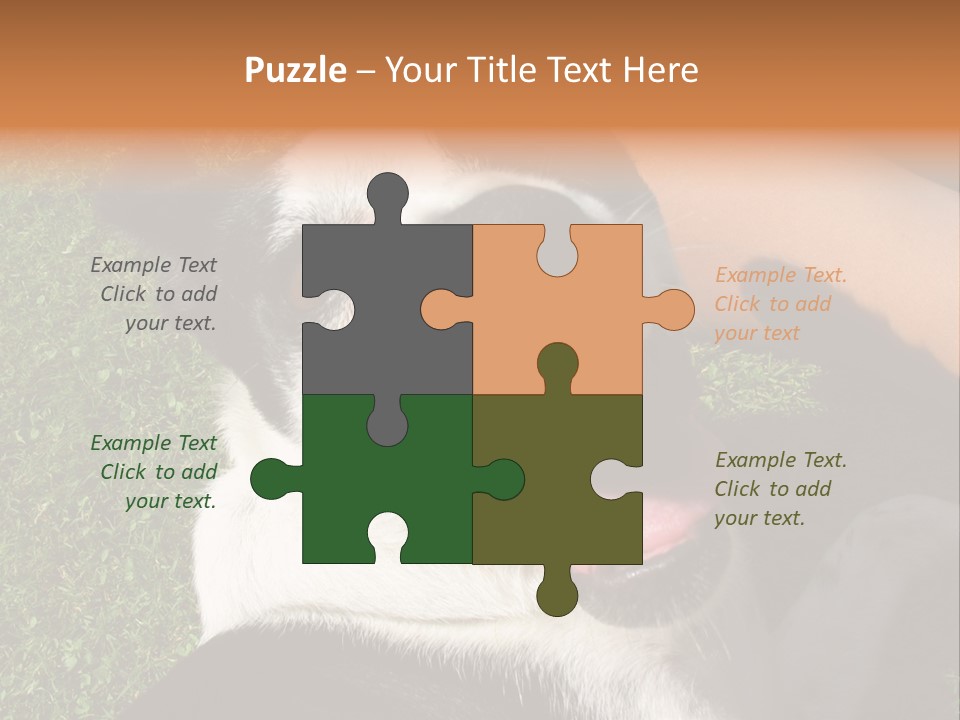 A Black And White Dog Sitting On Top Of A Lush Green Field PowerPoint Template