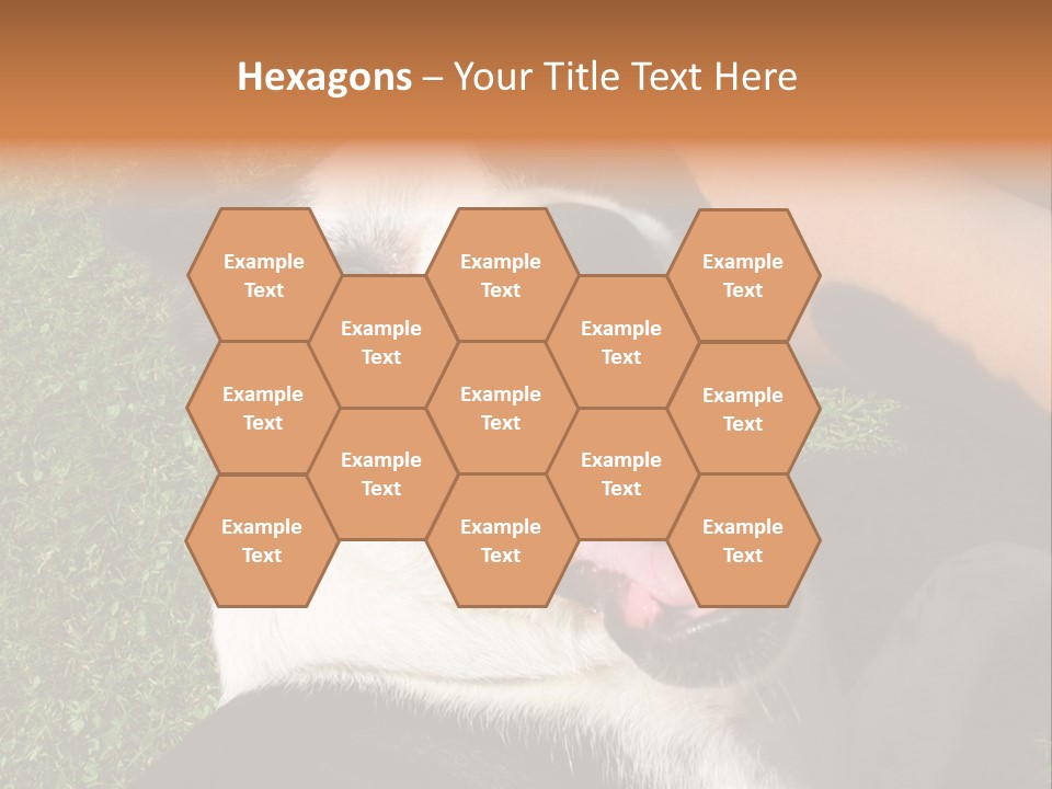 A Black And White Dog Sitting On Top Of A Lush Green Field PowerPoint Template