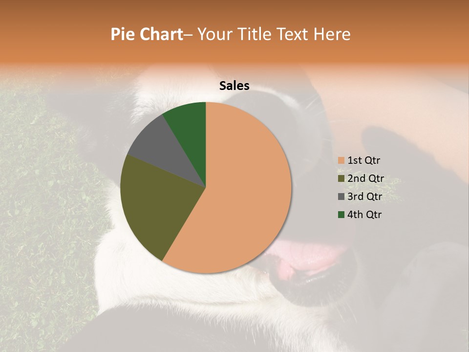 A Black And White Dog Sitting On Top Of A Lush Green Field PowerPoint Template