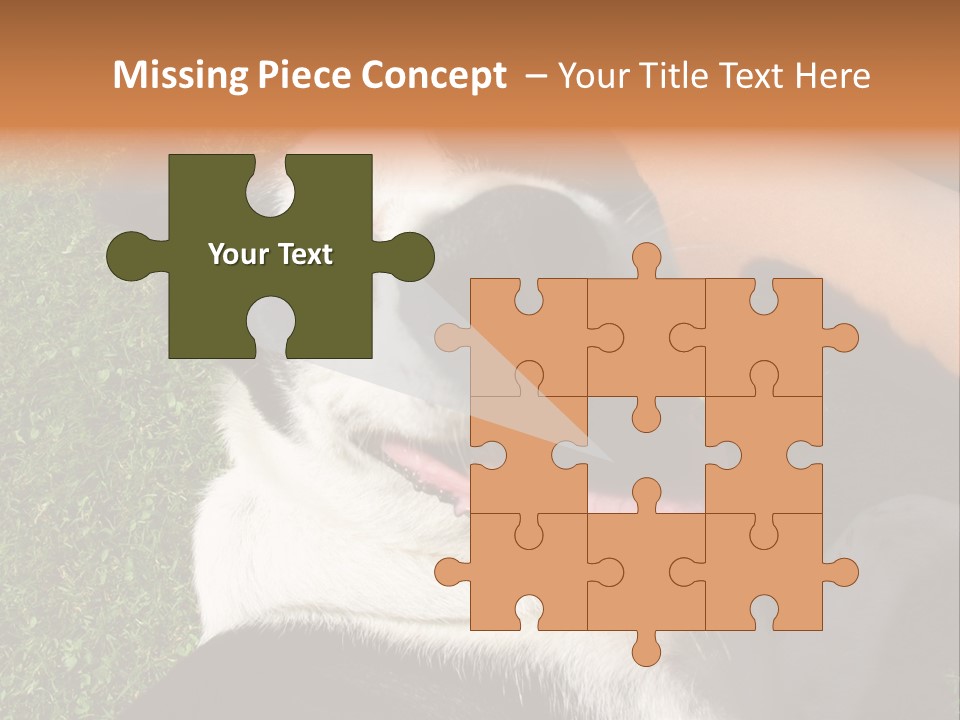 A Black And White Dog Sitting On Top Of A Lush Green Field PowerPoint Template