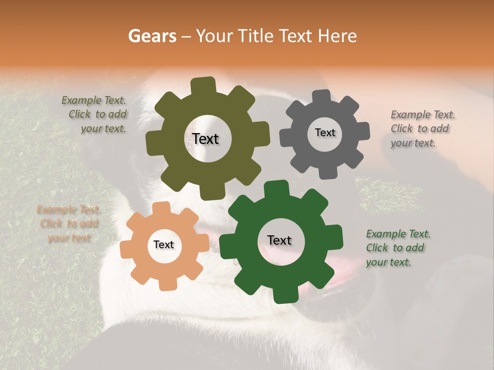 A Black And White Dog Sitting On Top Of A Lush Green Field PowerPoint Template