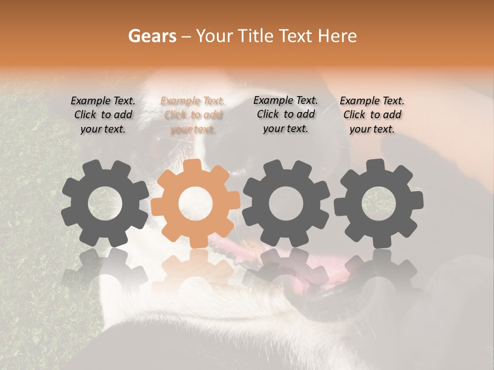 A Black And White Dog Sitting On Top Of A Lush Green Field PowerPoint Template