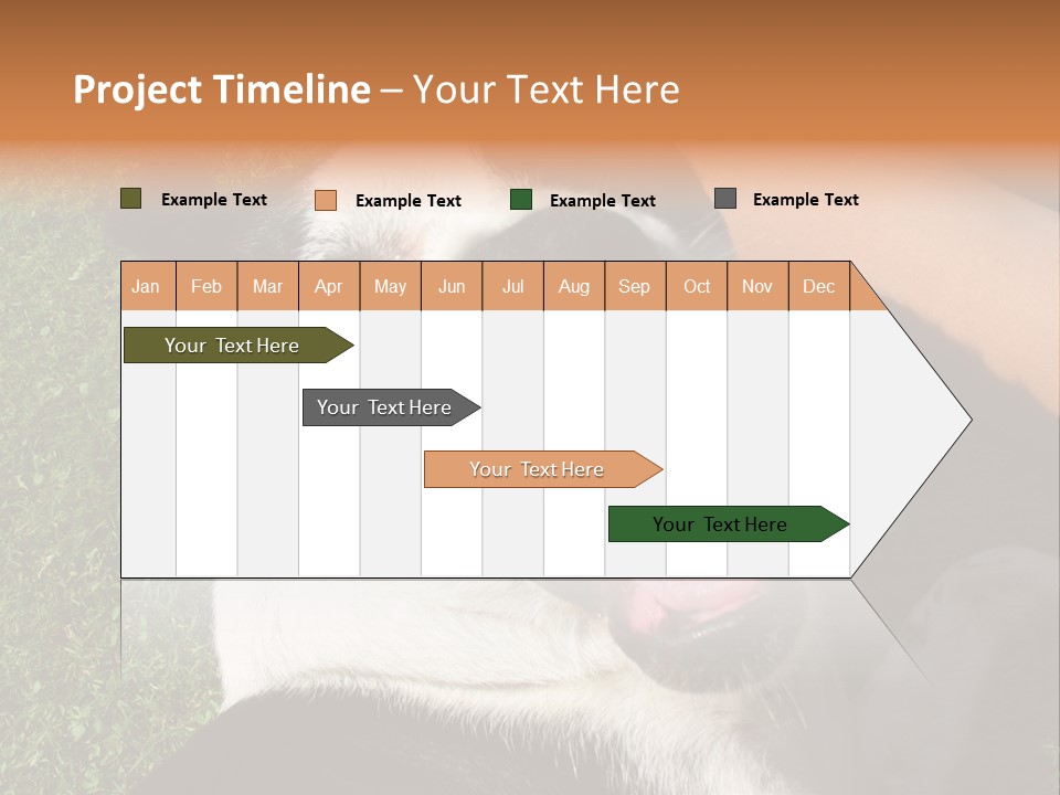 A Black And White Dog Sitting On Top Of A Lush Green Field PowerPoint Template