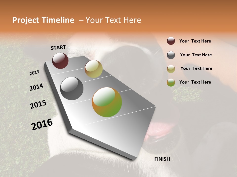 A Black And White Dog Sitting On Top Of A Lush Green Field PowerPoint Template