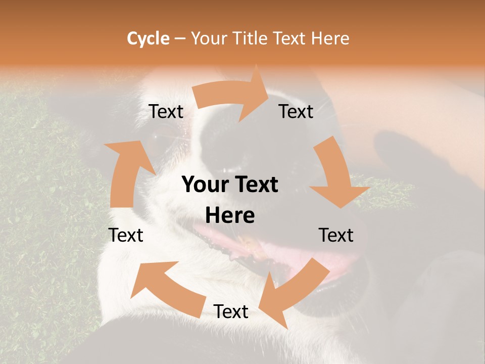 A Black And White Dog Sitting On Top Of A Lush Green Field PowerPoint Template