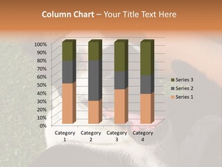 A Black And White Dog Sitting On Top Of A Lush Green Field PowerPoint Template