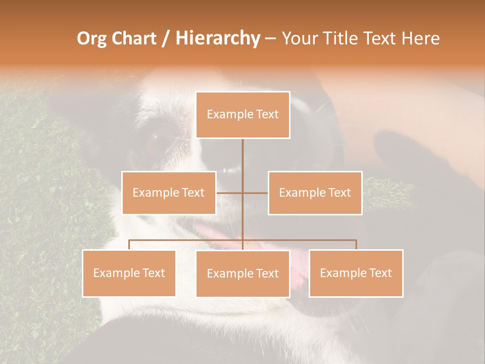 A Black And White Dog Sitting On Top Of A Lush Green Field PowerPoint Template