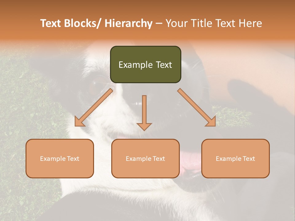 A Black And White Dog Sitting On Top Of A Lush Green Field PowerPoint Template