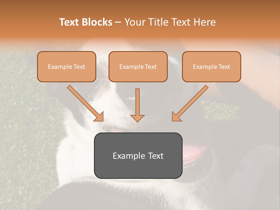 A Black And White Dog Sitting On Top Of A Lush Green Field PowerPoint Template